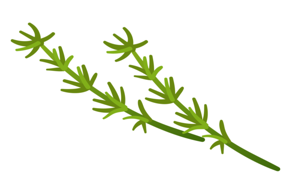 Download Thyme Branch. Aroma Herb Icon. Natural P - Branch Collection
